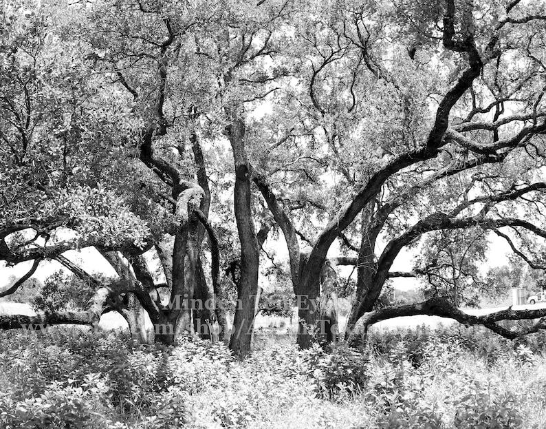 Live Oak Trees Wall Hangings Austin Photography Texas Gift Etsy