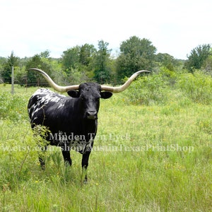 HORIZONTAL Longhorn Color Photo Print, Texas Photography