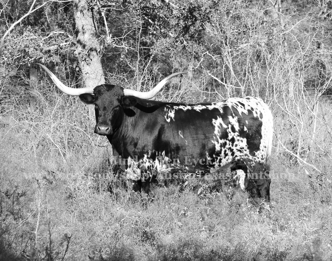 Texas Longhorns Photo Print Black and White Austin Photography Texas Ranch Photography Texas ...