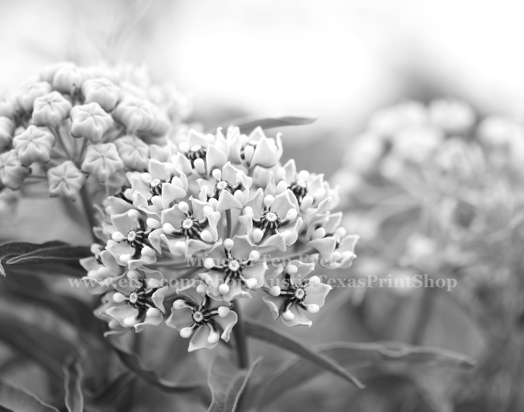 Black and White Texas Wildflowers Photo Print Antelope Horns Flower