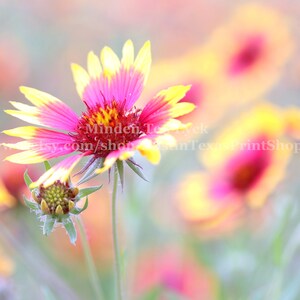 Texas Wildflower Print Color Austin Wildflower Photo Print Austin Photography Indian Blanketflower Firewheel Gaillardia Pulchella Austin TX