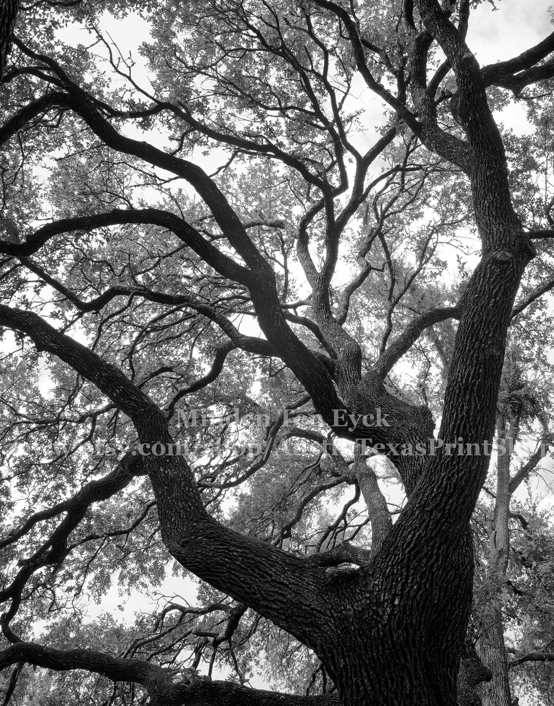 VERTICAL Black and White Oak Tree Photo Print Oak Tree Wall Art