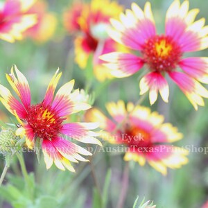 Austin Wildflower Color Photo Print Blanketflower Firewheel Texas Wildflowers Gaillardia Pulchella Austin Wall Art Austin Print Texas Photo
