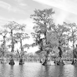 Black and White Nature Photo Print of Bald Cypress Trees, Caddo Lake, Texas