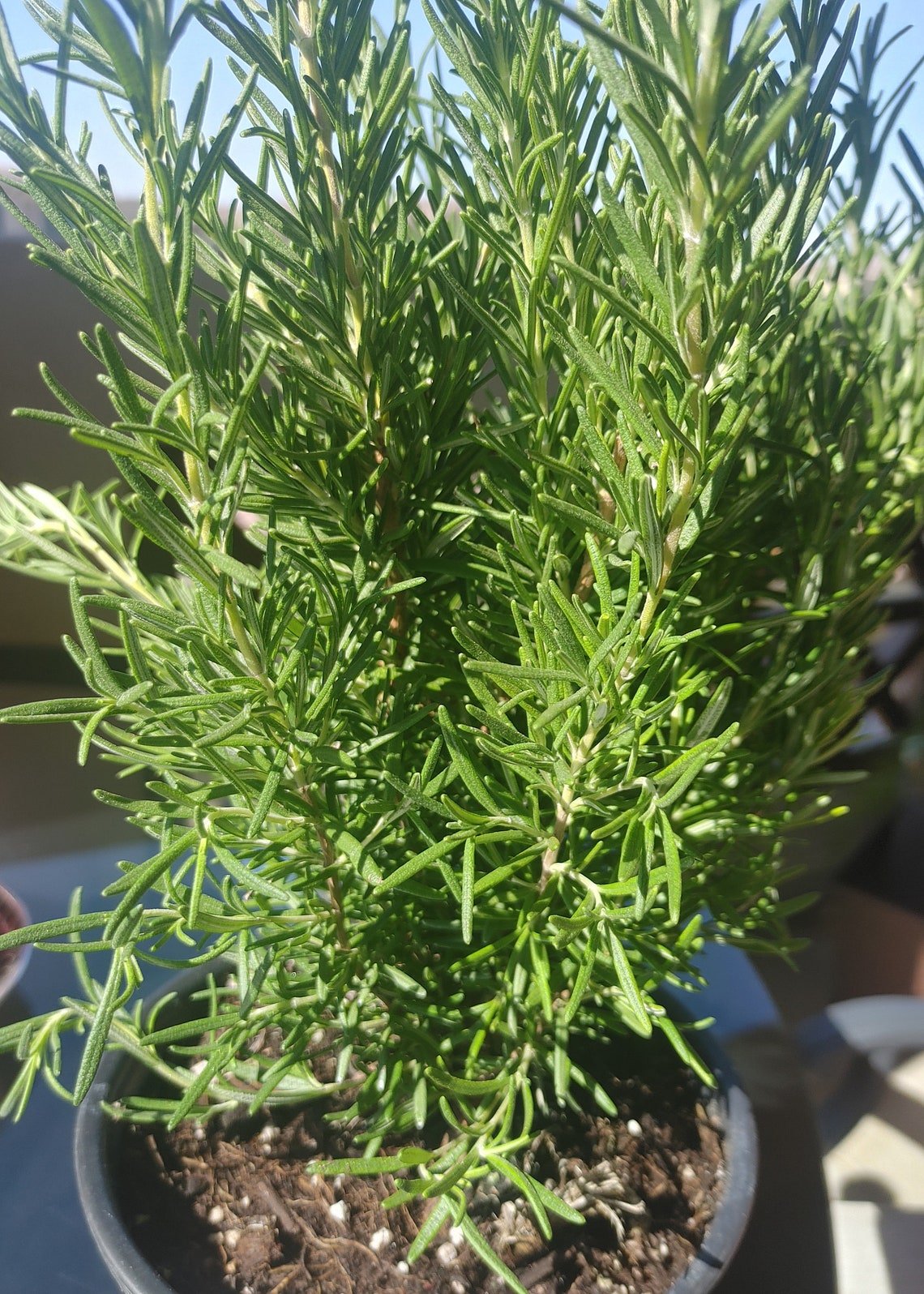 Large Organic Rosemary plant apprx 12 tall ships bare Etsy