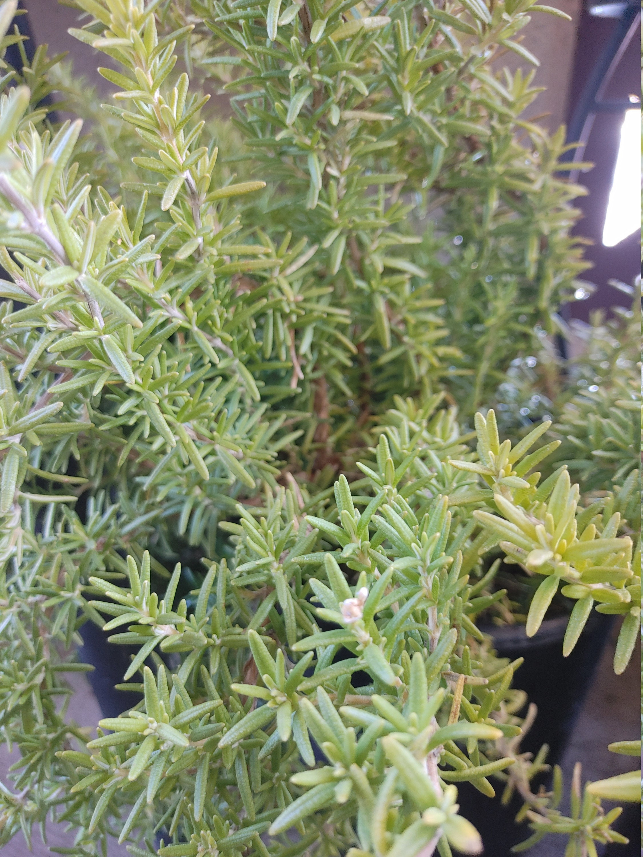 Rosemary plant a bush 15 plus inches tall ships bare root