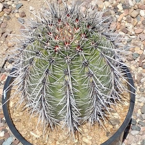 Saguaro cactus, approximately 10&quot; tall and 4 &quot; wide, ships bare root, Packaged well
