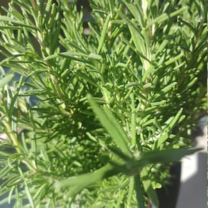 Medium sz Rosemary plant , apprx 8&quot; to 10&quot;  tall, ships bare root, Healthy, Live plant. Fragrant. Free shipping