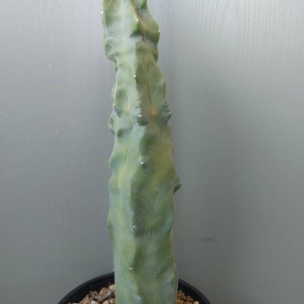 Minor Totem Pole cactus, appx 10" tall, ships bare root, No thorns, free shipping