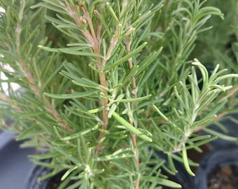 Organic Rosemary plant , apprx 6- 8" tall or taller. Potted in 4" container. Healthy, Live plant. Fragrant. Free shipping