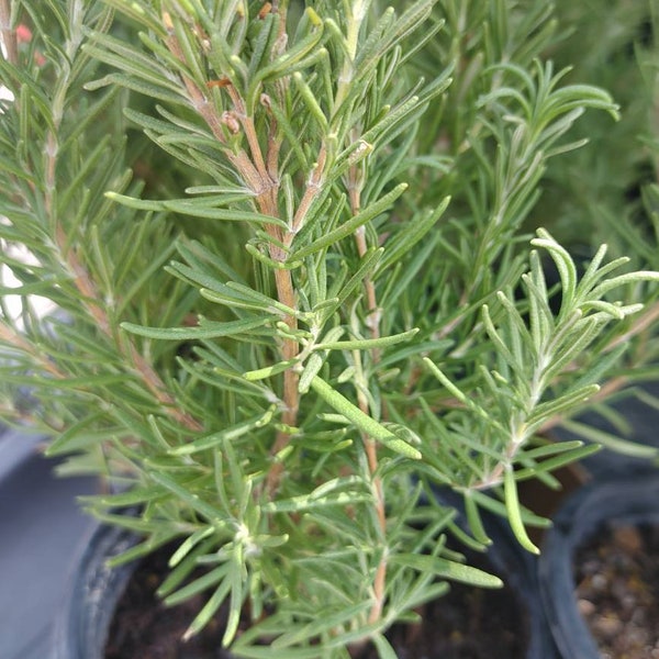 Organic Rosemary plant , apprx 6- 8" tall or taller. Potted in 4" container. Healthy, Live plant. Fragrant. Free shipping