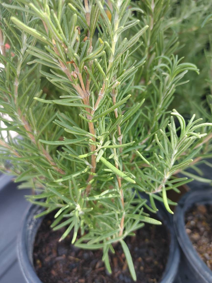 Organic Rosemary plant apprx 8 tall or taller. Potted Etsy