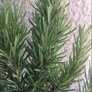 Rosemary plant , apprx 8&quot; tall. Bare root.  Healthy, Live plant. Fragrant. Free shipping