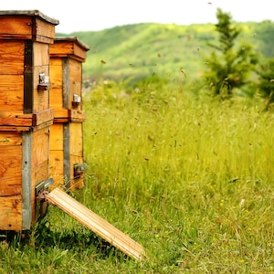 Pu&ograve; includere: Una fila di alveari di legno in un campo di erba verde alta. Gli alveari sono fatti di legno naturale e hanno un aspetto rustico. Le api volano intorno agli alveari.
