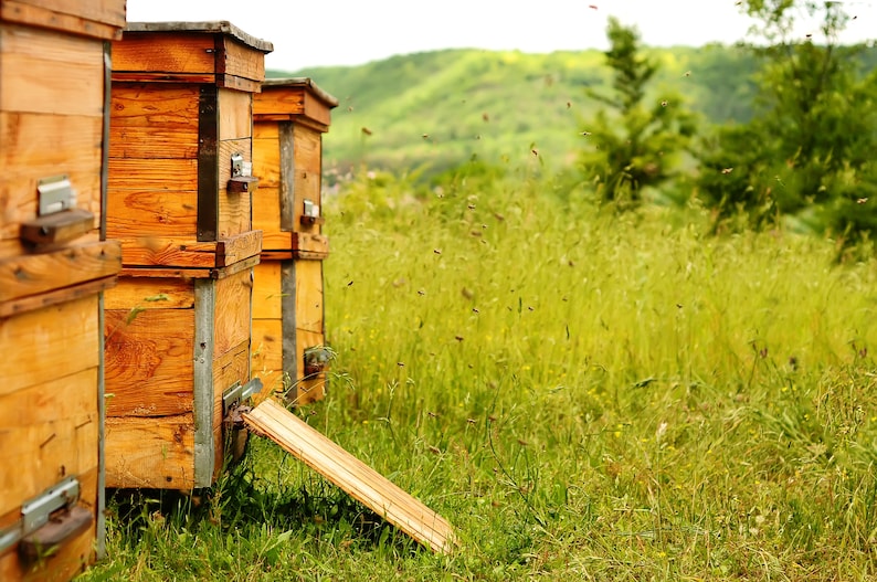 Pu&ograve; includere: Una fila di alveari di legno in un campo di erba verde alta. Gli alveari sono fatti di legno naturale e hanno un aspetto rustico. Le api volano intorno agli alveari.