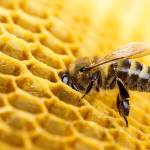 Pu&ograve; includere: Primo piano di un'ape che raccoglie nettare da un favo. L'ape &egrave; marrone e nera con peli morbidi e ha le ali spiegate. Il favo &egrave; di colore giallo dorato e ha un motivo esagonale.
