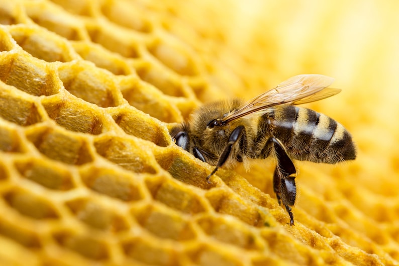Pu&ograve; includere: Primo piano di un'ape che raccoglie nettare da un favo. L'ape &egrave; marrone e nera con peli morbidi e ha le ali spiegate. Il favo &egrave; di colore giallo dorato e ha un motivo esagonale.