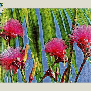 Pseudobombax Flowers Jigsaw Puzzle - 500-1000 Piece Exotic Tropical Art - Gift for Flower Lovers - Framable Mimi flower Puzzle