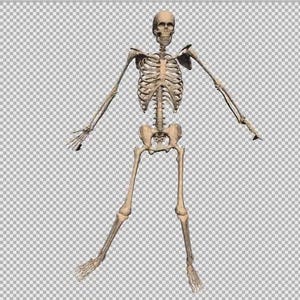 May include: A full-body anatomical model of a human skeleton. The model is beige and shows the skeletal structure, including the skull, rib cage, spine, pelvis, and limbs. The arms are outstretched, and the legs are slightly apart.