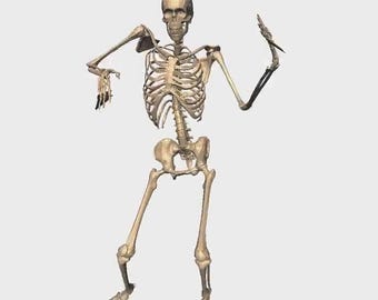 Animated Dancing Skeleton Twitch Emote: Halloween Rumba (Digital Download)