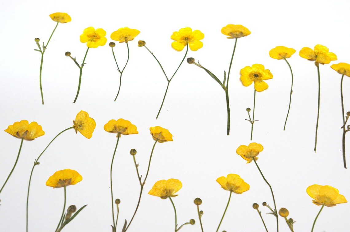 20 dried pressed ranunculus flowers flowers for crafts dry Etsy