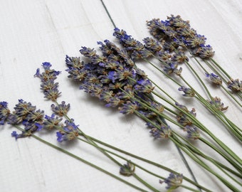 20 dried pressed lavandula flowers, flowers for crafts, dry flowers for scrapbook, dried flowers, pressed flowers, field flowers 05