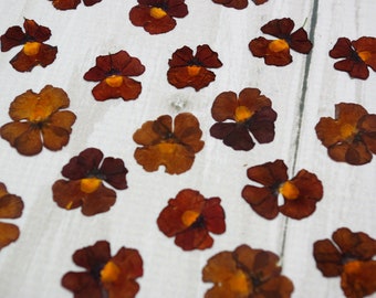 20 dried pressed nemesia flowers, field flowers, flowers for crafts, dry flowers for scrapbook, dried small flowers, pressed flowers 025