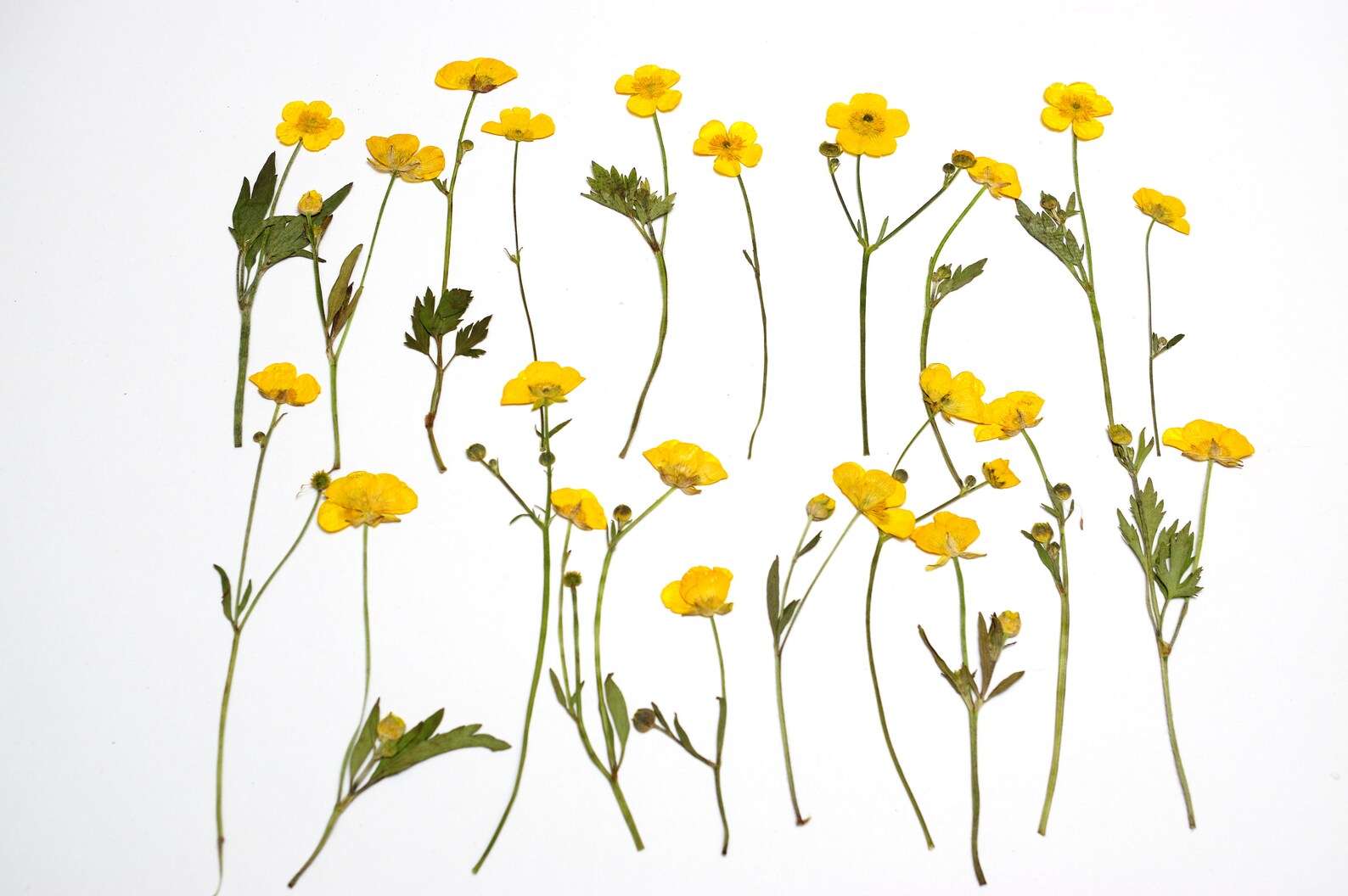 20 dried pressed ranunculus flowers flowers for crafts dry Etsy