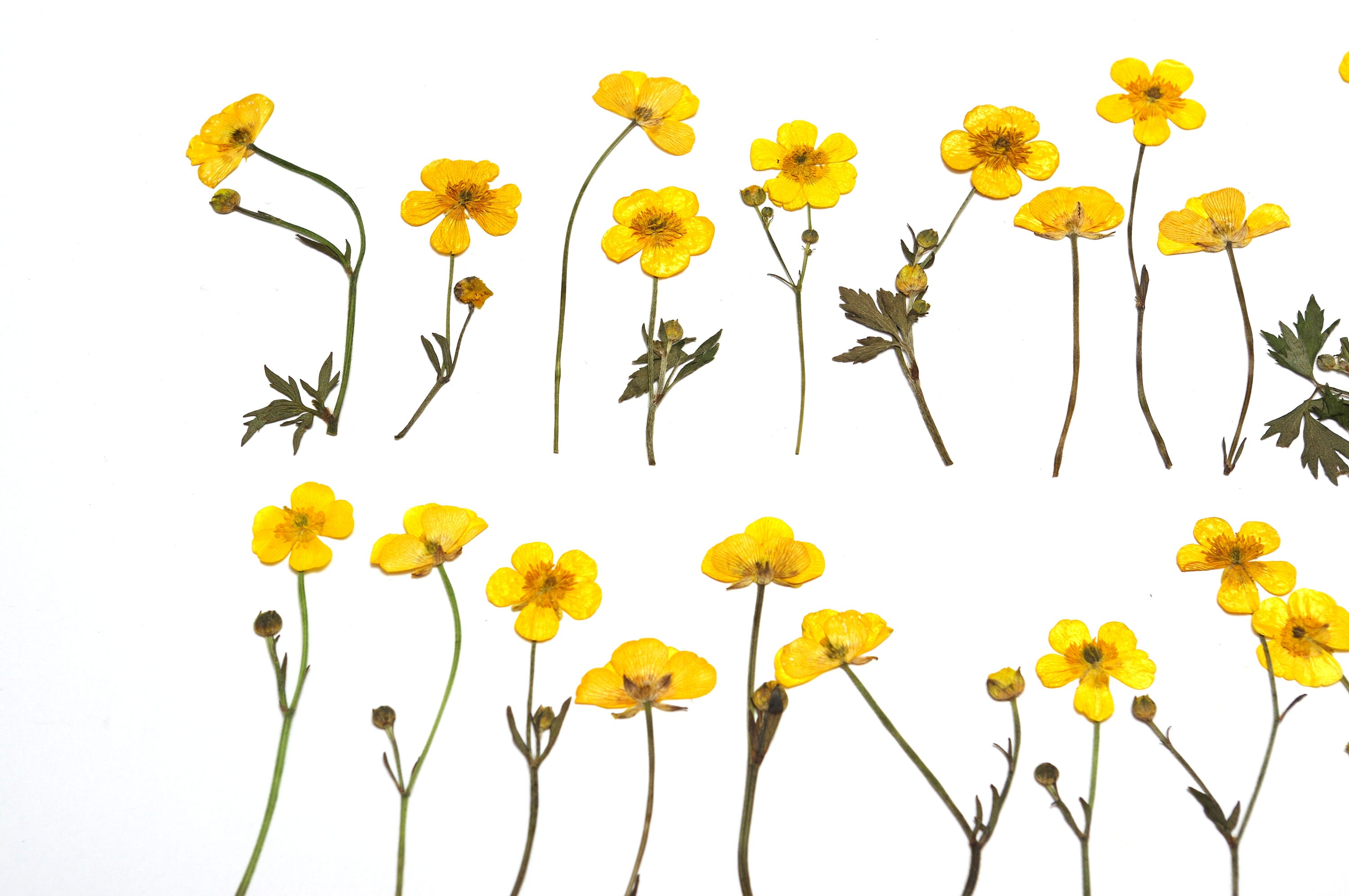 20 dried pressed ranunculus flowers flowers for crafts dry Etsy