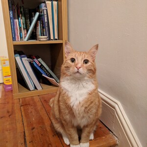 以下が含まれることがあります： 白い胸と足を持つオレンジ色の猫が木製の階段に座って、カメラを見つめている。