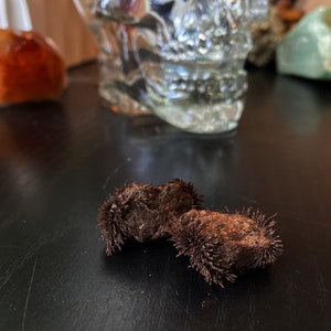 Puede incluir: Dos piezas marrones de óxido de hierro magnético, también conocido como piedra imán, de forma irregular sobre una superficie negra.