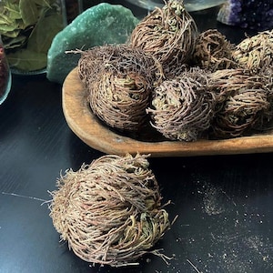 Rose of Jherico, Abundance Herbalism, Conjure Work, Money Plant,  6pc