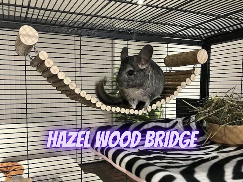 Are Chinchillas Legal Pets In Australia