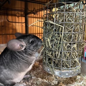 Chinchilla Safe Hay Feeder / Rodent Feeding Station