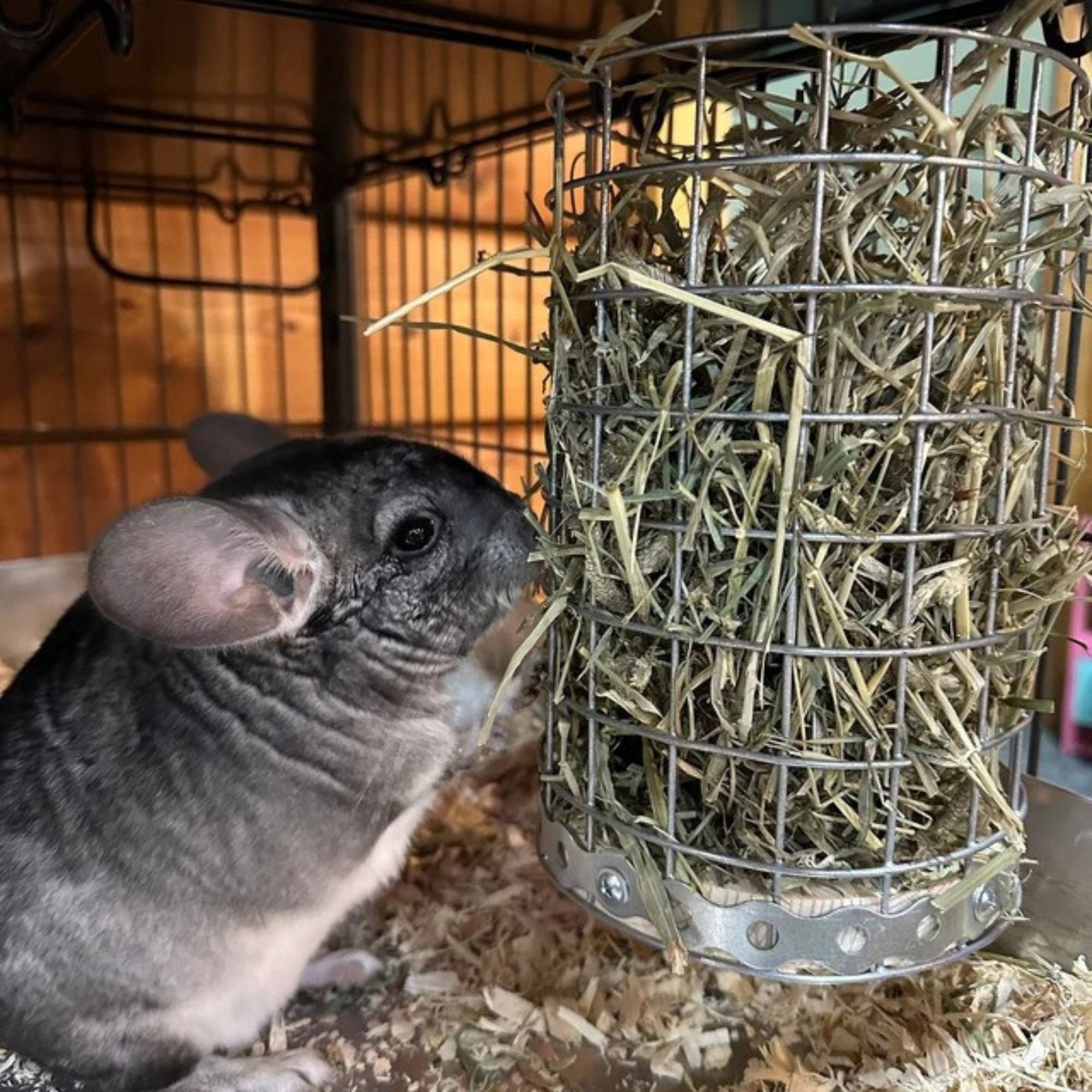 Chinchilla Safe Hay Feeder / Rodent Feeding Station