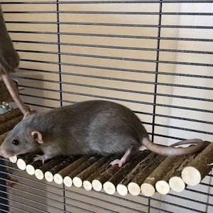 May include: Two gray rats in a cage, one is walking on a wooden bridge, the other is on a wooden perch.