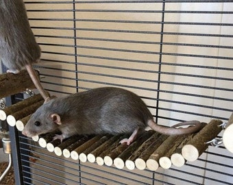 Hazel Wood Bridge for Rat or Degu Cage: Pet Accessories