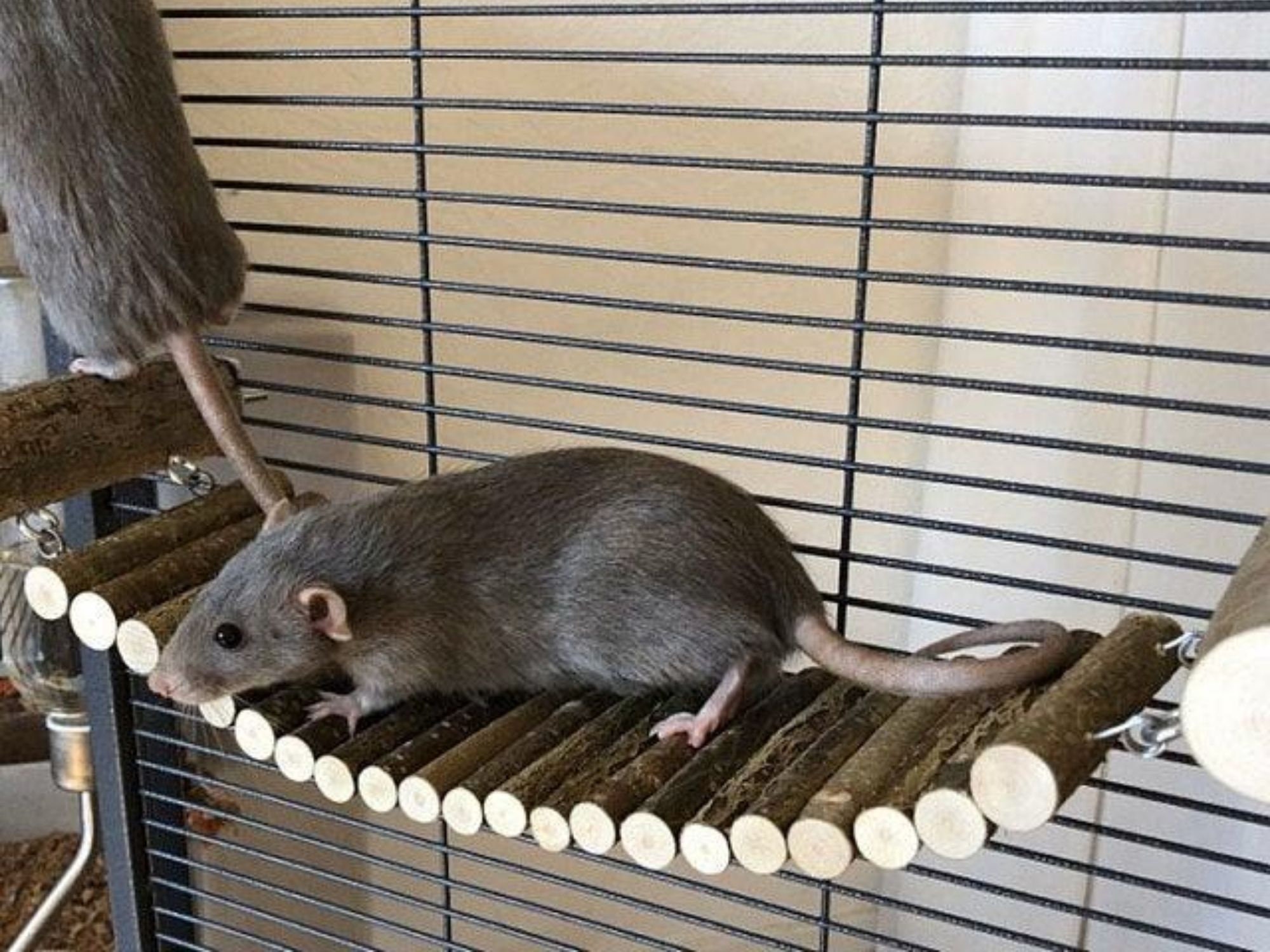 Cheap rat cages? : r/RATS