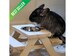 Chinchilla Picnic Table, Rat Cage Accessories, Degu Feeder 