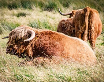 Highland Cattle - Scotland