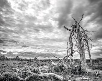 The New forest Hampshire - The Lone tree