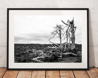 The New forest Hampshire - The Lone tree - Landscape - digital download