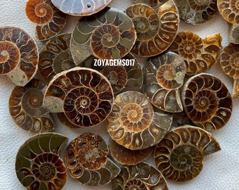 Natural Brown Ammonite Wholesale Gemstone, Bulk Designer Crystal Gemstone, DIY-ART-CRAFTS Pendant Necklace Jewelry making supply,
