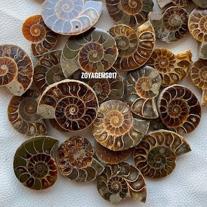 Natuurlijke bruine ammoniet groothandel edelsteen, bulk designer kristal edelsteen, DIY-ART-CRAFTS hanger ketting sieraden maken,