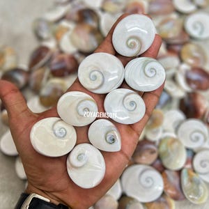 Peut inclure: Une main tenant une variété de coquillages blancs et irisés avec un motif en spirale. Les coquillages sont lisses et polis, et ils ont un aspect naturel et organique.
