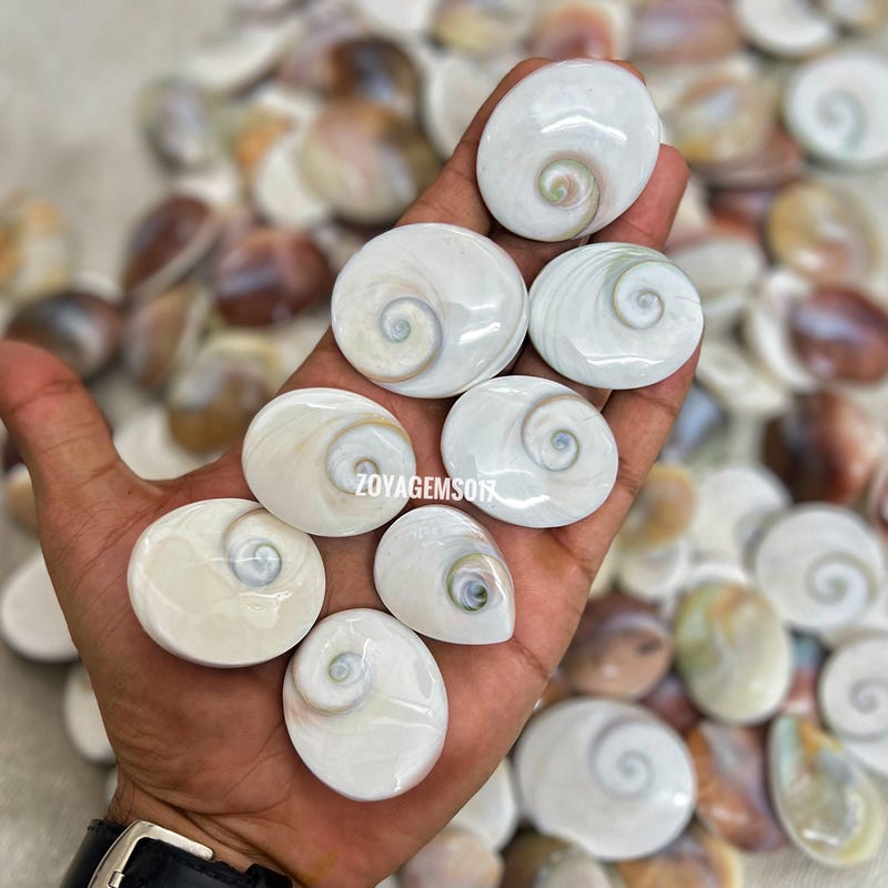 Operculum Shell - Etsy UK