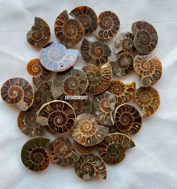 Natural Brown Ammonite Gemstone: Bulk Crystal Pendants, DIY Jewelry Making