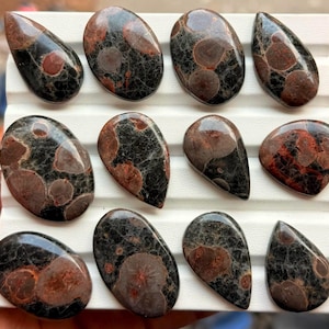 May include: A collection of eleven polished cabochons featuring a dark black base with distinct circular reddish-brown inclusions. These stones are arranged in three rows on a white display tray, showcasing various shapes including oval and teardrop.