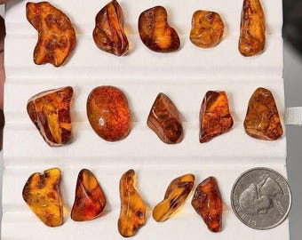 May include: A collection of fourteen polished amber stones in various irregular shapes and shades of orange and brown, arranged in three rows on a white display tray, with a United States quarter coin included for scale reference.