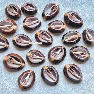 Może przedstawiać: Kolekcja 17 brązowych i białych muszli kauri o naturalnym, polerowanym wykończeniu. Muszle są ułożone w kółko na jasnoszarym tle.